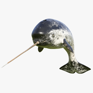 Narwhal Jumping out Pose 3D model