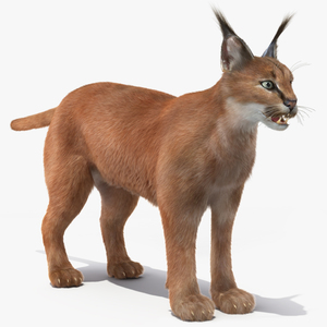 3D Caracal Fur