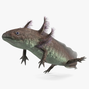 3D Mexican Walking Fish Axolotl model