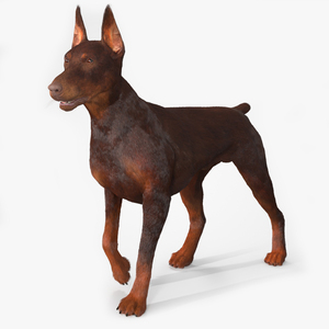 Brown Doberman Pinscher Fur Rigged 3D model