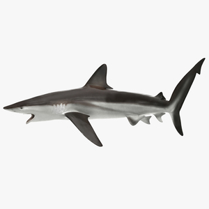 3D model Grey Reef Shark