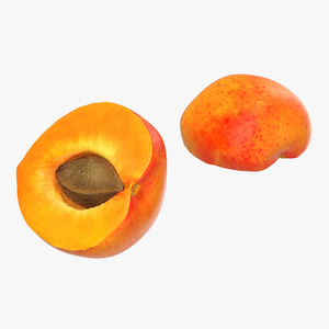 3D Apricot Cross Section 3 model