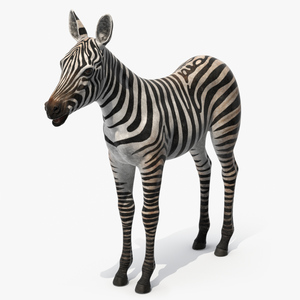 3D model Zebra Foal