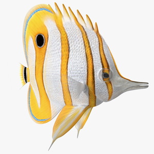 Copperband Butterflyfish 3D model