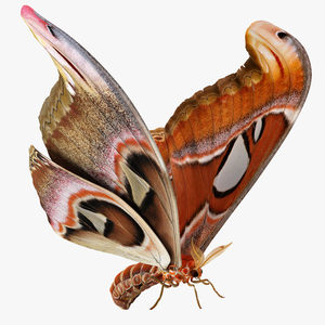 Atlas Moth Rigged 3D