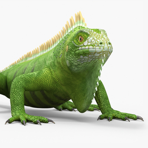 3D Iguana Reptile Creature model