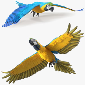 3D model Blue and Yellow Macaw Parrot Flight Pose