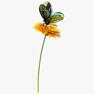 3D Yellow Gerbera Flower with Queen Alexandras Birdwing Butterfly Fur