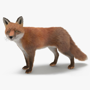 Wild Fox Idle Pose Fur 3D