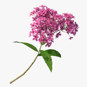 3D Blooming Spiraea Japonica Anthony Waterer Branch model