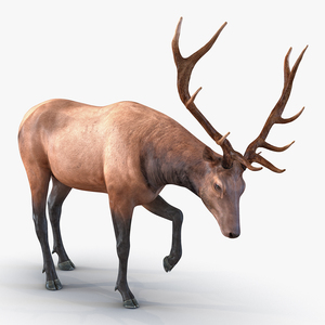 3D model Elk Pose 4