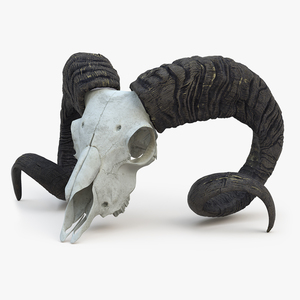 Ram Skull with Twisted Horns Black 3D model