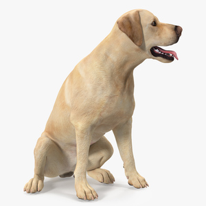 3D Labrador Dog White Sitting