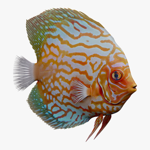 3D Discus Fish Aquatic Creature model