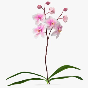 3D Pink Whispers Exotic Orchid Plant model