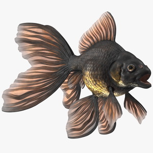 3D Black Moor Goldfish Rigged