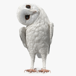 White Barn Owl 3D model