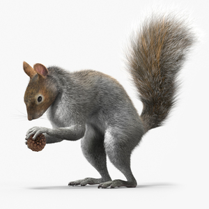 Squirrel with Pine Cone Fur 3D