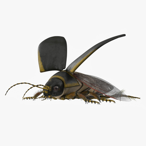 3D Insect Water Beetle Brown Rigged for Cinema 4D