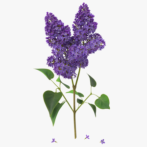 3D model Syringa Lilac 2