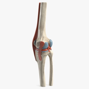 Knee Joint Model Unbent State for 3D Print 3D