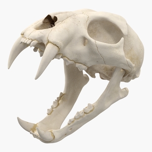 3D Bengal Tiger Skull model