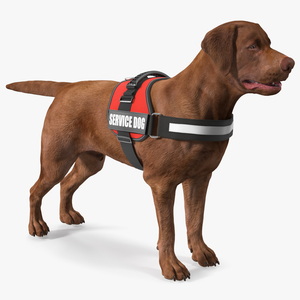 3D Service Dog with Harness Fur model