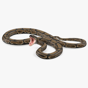 Brown Python Snake Rigged for Maya 3D model