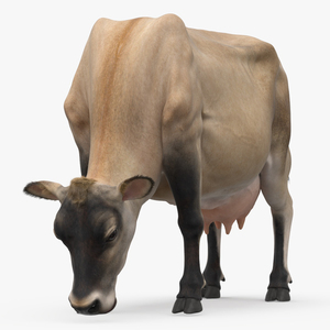 3D Jersey Heifer Eats Beige Fur model