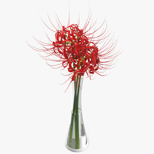 3D Bouquet of Spider Lilies in Glass Vase model