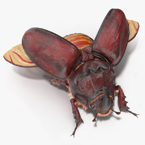 3D model Oryctes Nasicornis Rhinoceros Beetle with Fur