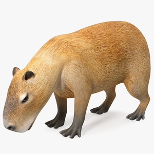 3D model Capybara Eating Pose