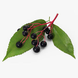 3D model Elderberry Branch with Berries