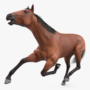 3D model Bay Horse Fur Rigged