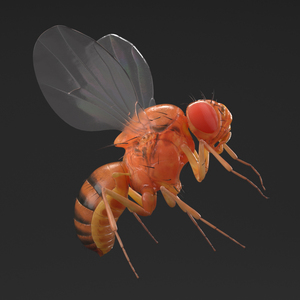 3D Vinegar Fly In Flight