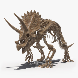 3D Triceratops Fossil Walking Pose