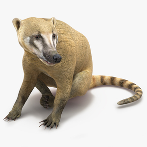 3D South American Coati Rigged for Cinema 4D