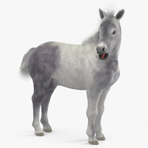 3D model Shetland Pony White Fur Rigged