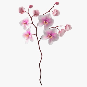 Pink Orchid Small budded 3D model