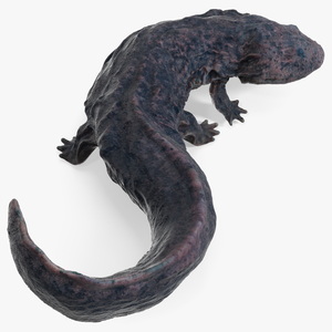 3D model Salamander Dark Wet Lying