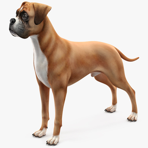 Boxer Dog for 3D Print 3D