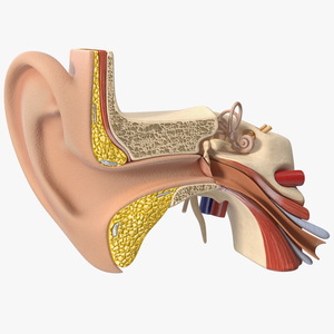 Human Ear Anatomy Structure 3D