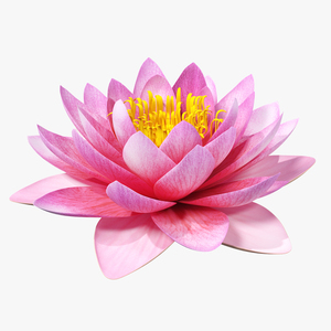 Blooming Nymphaea Siam Purple 3D model