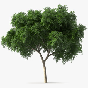 Copperpod Tree 3D model