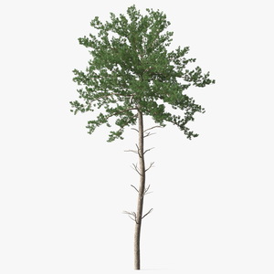 Pine Tree 3D model