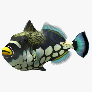 3D model Balistoides Conspicillum or Bigspotted Triggerfish