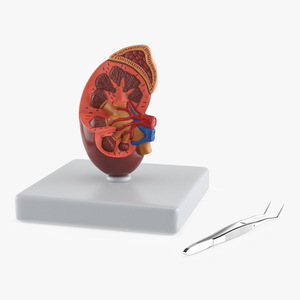 3D Medical Anatomical Kidney Human