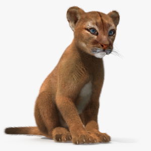 3D model Puma Cub Sitting Pose with Fur