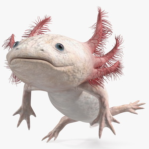 3D Pink Aquatic Salamander model