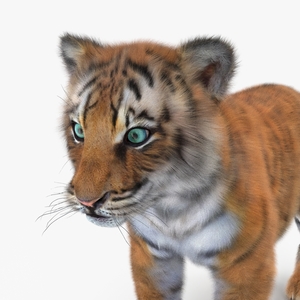 3D Tiger Cub Fur model